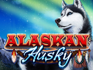 Alaskan Huskies